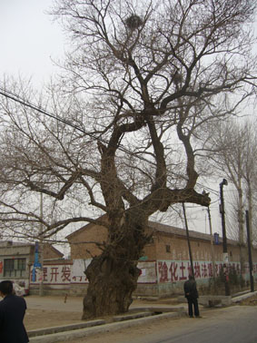 五百年古树的述说